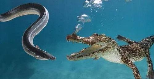 电鳗最新爆料视频,揭秘神秘事件内幕 第2张 电鳗最新爆料视频,揭秘神秘事件内幕 第2张